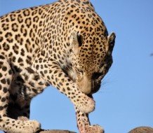 Guide to Africa photo album by Philippe Alran